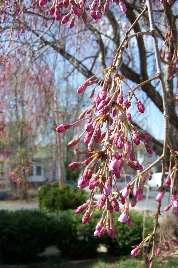 (Photo: Michael Howell)