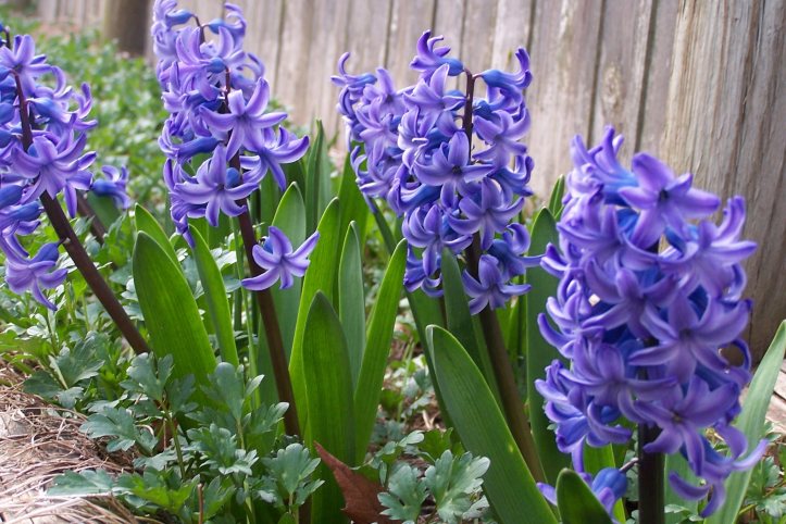 (Photo: Michael Howell)