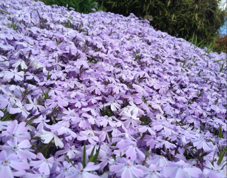 (Photo: Michael Howell)