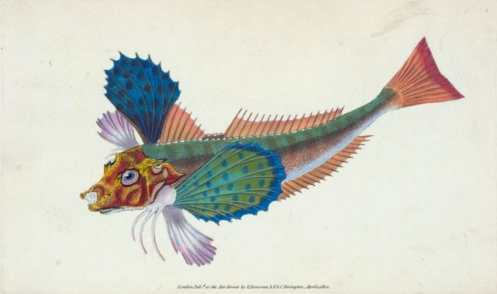 Rare Book Division, The New York Public Library. "Gumard, sapphirine, Trigla hirundo" New York Public Library Digital Collections.