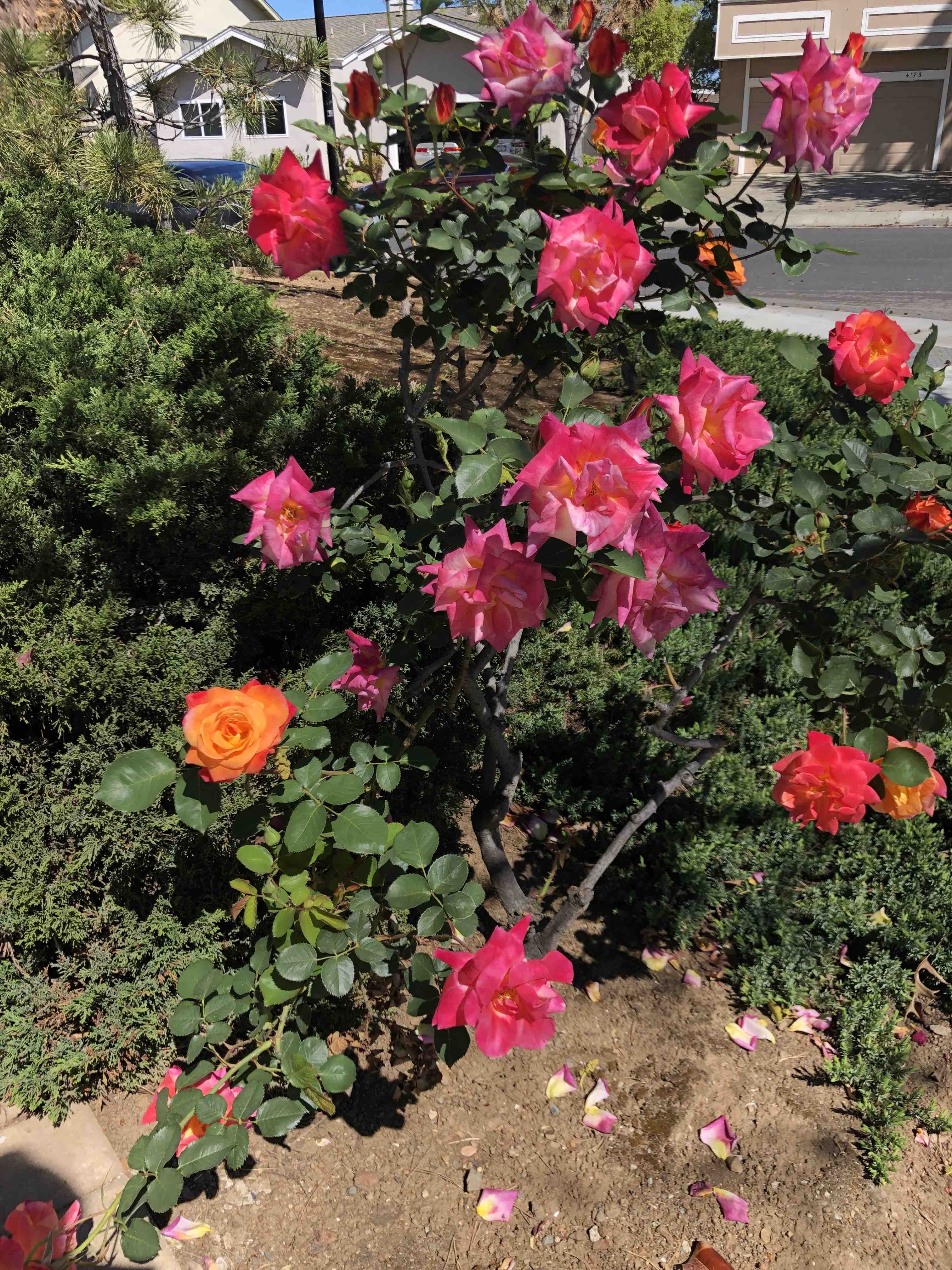 Rose bush with mostly dark pink flowers, but oddly one or two orange ones.